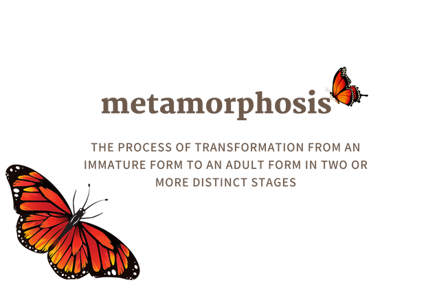 Metamorphosis Tote & Clutch